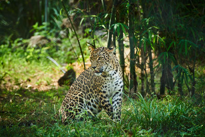 Leopard looking away on land