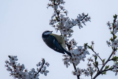 Low angle view of bird perching on cherry tree