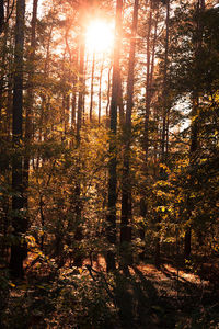 Trees in forest during sunset