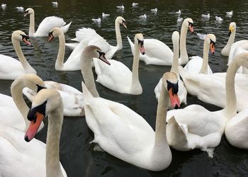 One whooper swan among mute swans