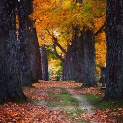 Footpath in forest during autumn