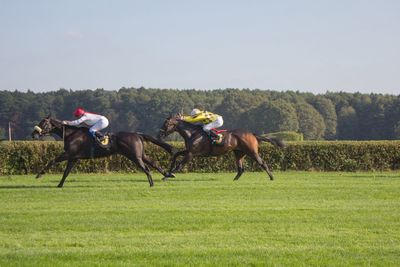 Horse race on grassy field against sky