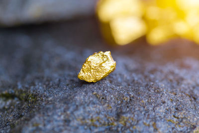 Close-up of yellow leaf on rock