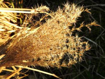 Close-up of plant on field