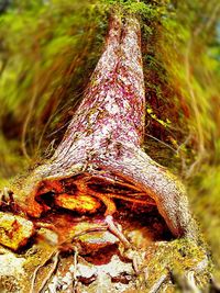 Close up of plant against blurred background