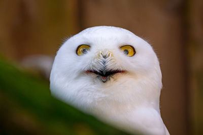 Close-up portrait of white owl