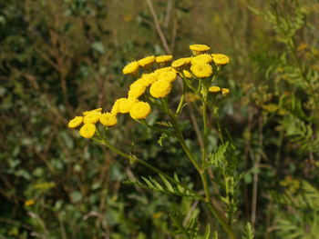 Close-up of yellow flowers blooming outdoors