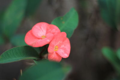 Close-up of red flowering plant