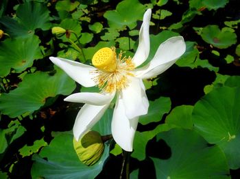 Close-up of flower