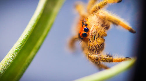 Close-up from our jumping spider