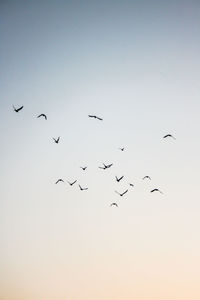 Low angle view of birds flying in the sky