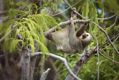 Three toed sloth climbing a tree in costa rica