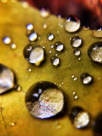 Close-up of water drops on leaf