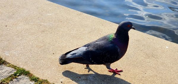 High angle view of bird on beach