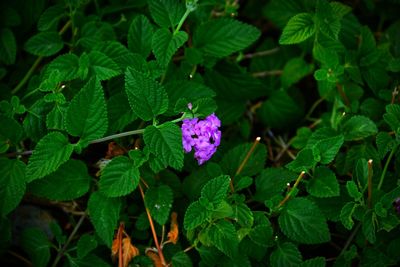 Close-up of purple flowers