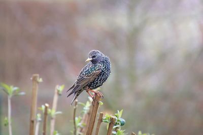 Close-up of bird perching on plant