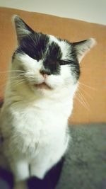 Close-up of cat with eyes closed