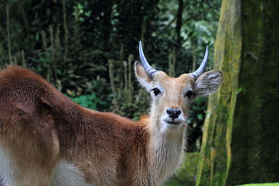 Close up antelope looking at camera, cisarua safari park, indonesia