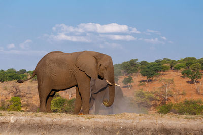 View of elephant on land against sky