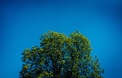 Low angle view of tree against blue sky