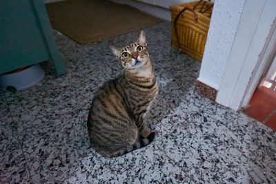 High angle view of a cat looking away