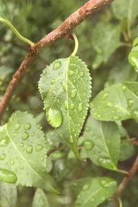 Close-up of wet plant