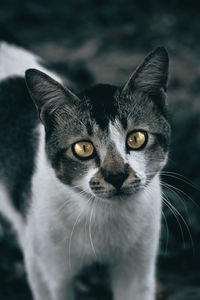 Close-up portrait of black cat