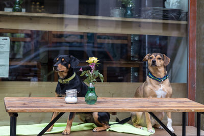 Close-up of dog with flowers on table