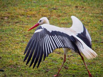 View of a bird on field