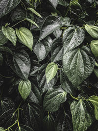 Full frame shot of wet leaves