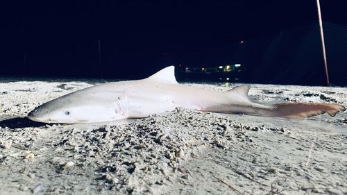 Close-up of fish in sea