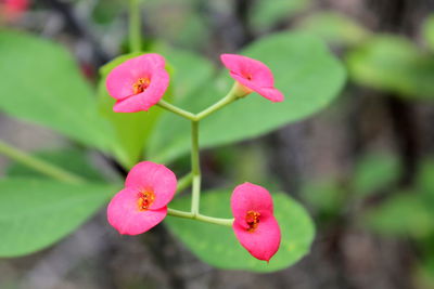 Close-up of pink flowering plant