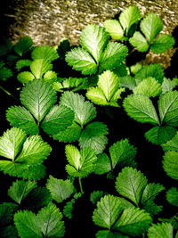 leaf