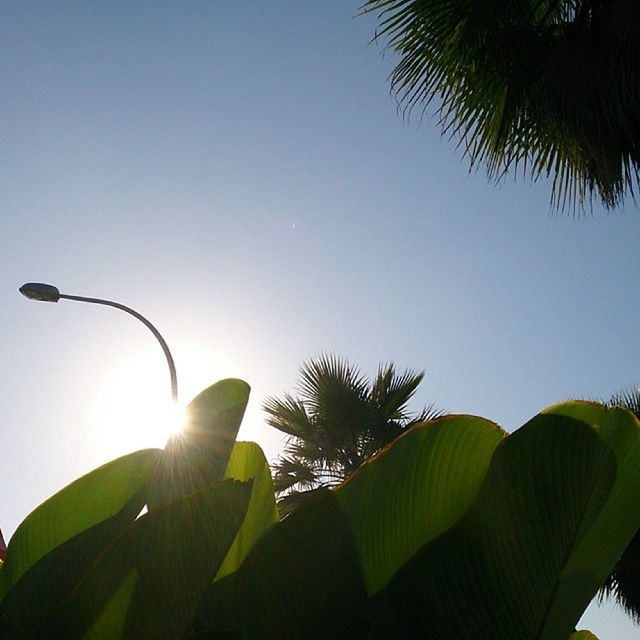 low angle view, clear sky, leaf, sun, growth, tree, sunlight, nature, silhouette, branch, sunbeam, lens flare, beauty in nature, copy space, green color, plant, tranquility, no people, sky, outdoors