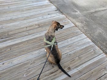 High angle view of dog sitting on wood