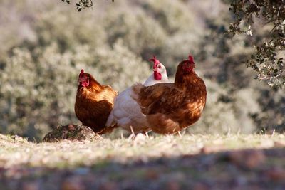 Close-up of chickens outdoors