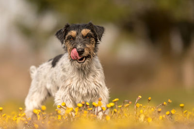 Close-up of a dog on field