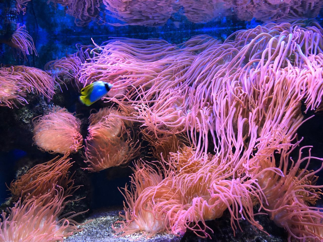 VIEW OF CORAL IN SEA