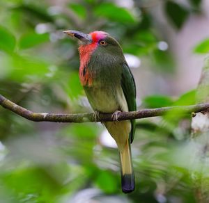 Close-up of bird perching on tree