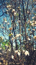 Close-up of flower tree