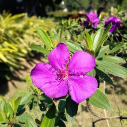 Close-up of pink crocus blooming outdoors