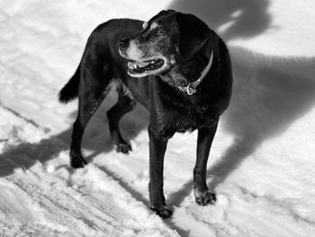 Dogs on snow covered field