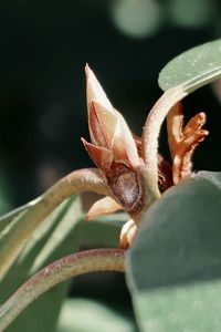 Close-up of flowering plant