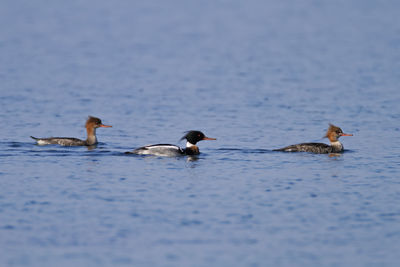 Red-breasted merganser swimming on the sea, brijuni national park