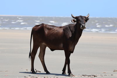 Horse standing at beach