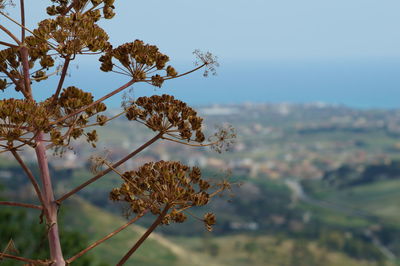 Close-up of flowering plant against sky