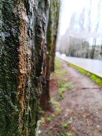 Close-up of tree trunk