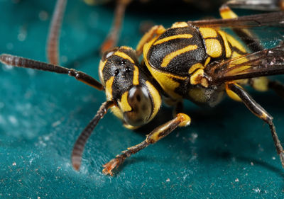 Macro shot of bee on leaf