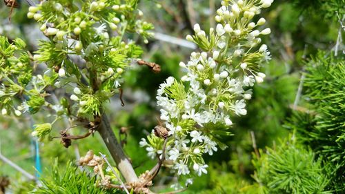 White flowers growing on tree