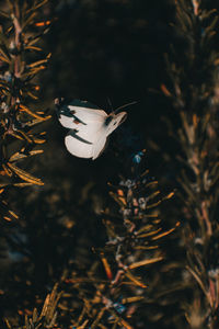 Close-up of butterfly flying